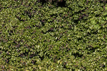 Ivy Covered Wall. Green Ivy Background.
