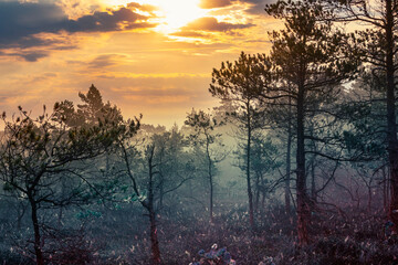 Mystical foggy morning in the national park of Latvia. A thick fog spreads through the grass and between trees, creating a horror effect. An orange-yellow sky with sun and dark clouds adds atmosphere.