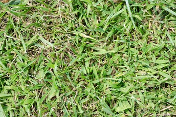 Obraz premium A close view of the green grass turf surface.