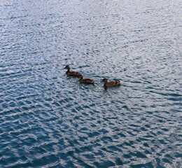 The ducks swimming in the lake.