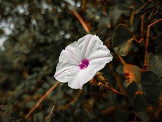Fototapeta na wymiar Isolated white flower in the dark