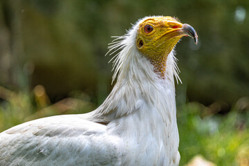 Portrait of an Egyptian Vulture (Neophron percnopterus)