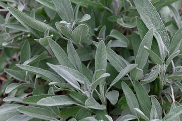 Sage herb Salvia officinalis, herb, spice growing in the garden, food background. Alternative medicinal plants, medical herb copy space
