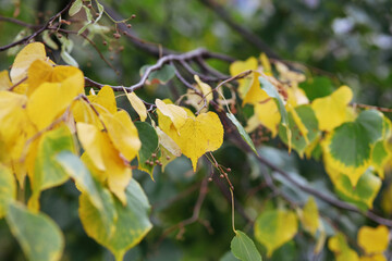 autumn leaves on the tree