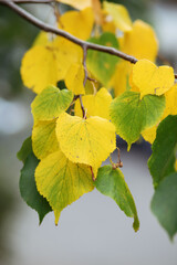 yellow leaves on a tree