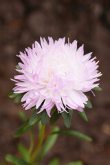 close up of dahlia flower