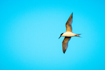 Tern bird in the air!