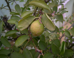 Lemon fruit growing in branch of tree, nature photography, vegetables and fruits gardening background