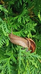 snail on a tree