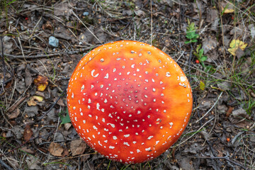 Close up of a hat of fly agaric mushroom.
