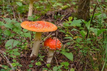 Two fly agaric side by side.