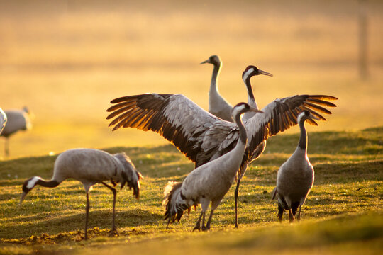 Common crane birds in Pulken, Sk&aring;ne