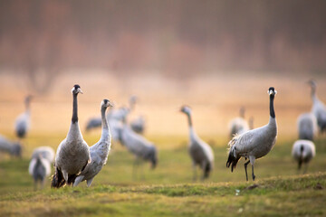 Common crane birds in Pulken