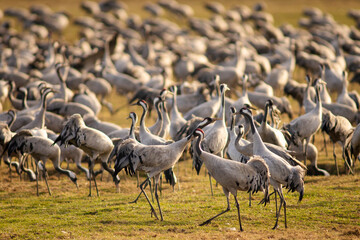 Common crane birds in Pulken © Björn