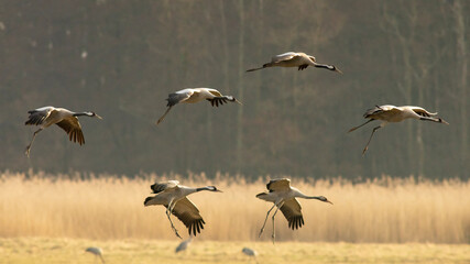 Common crane birds landing in Pulken © Björn