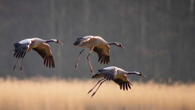 Common crane birds landing in Pulken