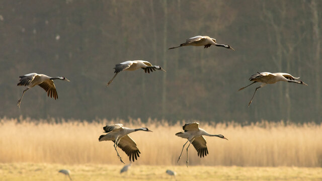 Common crane birds landing in Pulken