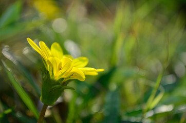 Fototapeta na wymiar Yellow flower | 01