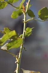 rose stem