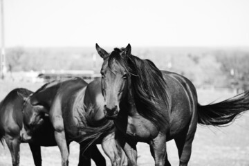 Quarter horse mare herd on ranch in rustic black and white close up.