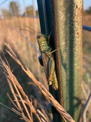 Closeup of a grasshopper on a fence 