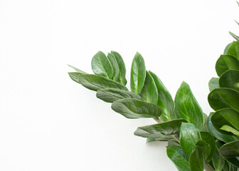 planta verde sobre fondo blanco