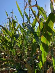 Closeup of sun shining in a cornfield 
