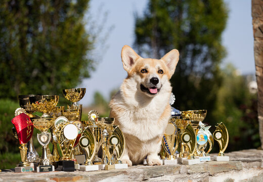Welsh corgi cardigan and his show awards