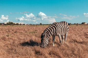 Fototapeta na wymiar Cute zebra walking along the prairie and eating grass on a sunny day. Wild horse in the reserve in the National Park