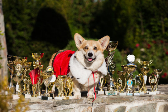 Royal Welsh Corgi Cardigan And His Show Awards