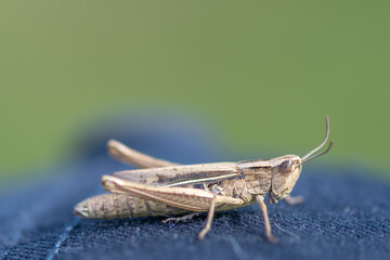 Grasshopper close up