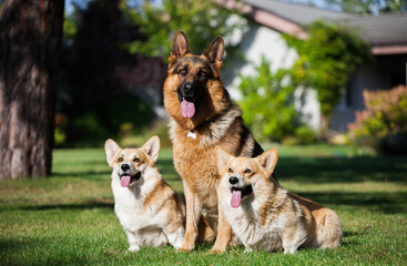 
Welsh corgi cardigan and german shepherd