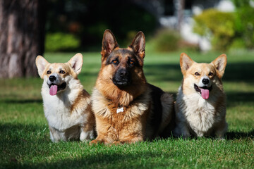 
Welsh corgi cardigan and german shepherd