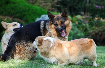 
Welsh corgi cardigan and german shepherd