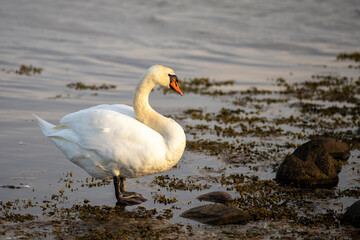 Mute swan resting on the beach.