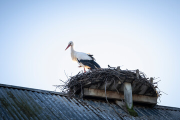 Stork on the roof in Viby, Sweden