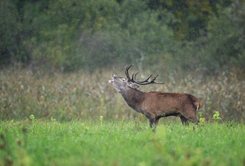 European deer male buck ( Cervus elaphus )