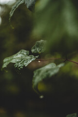 Grünes Blatt mit Wassertropfen