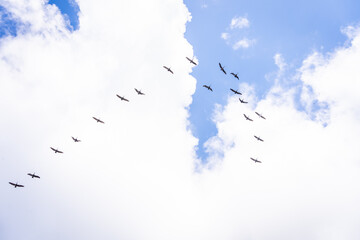Group of birds in the sky