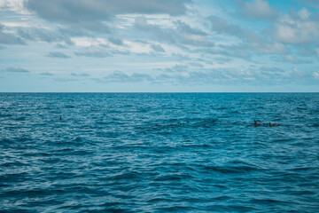 Natural background. The open blue Indian Ocean and a flock of dolphins jumping out of the water.