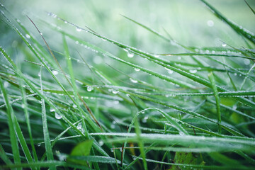 First autumn frosts. Frost and frozen water droplets on green grass