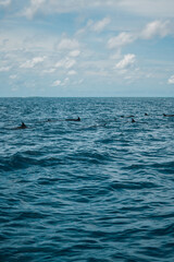 Natural background. The open blue Indian Ocean and a flock of dolphins jumping out of the water.