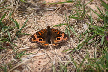 borboleta na relva