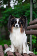 Very beautiful dog of breed papillon