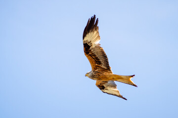 Beautiful red kite bird flying in the air