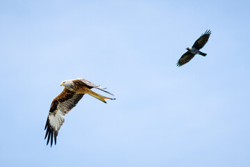 Red kite bird and a crow in the air