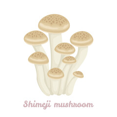 Brown shimeji mushrooms isolated on white background. Vector cartoon flat illustration. Food icon.
