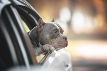 Close-up portrait of a young lilac American bully peeking out of a white car against the backdrop...
