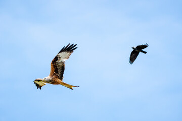 Red kite bird and a crow in the air!