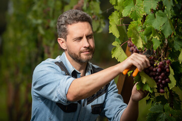 wine maker cutting grapevine with garden scissors, winery - obrazy, fototapety, plakaty
